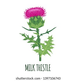 Milk Thistle flower icon in flat style isolated on white background. Superfood thistle medical herb. Vector illustration.