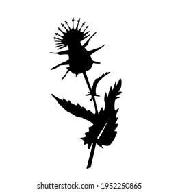 Milk Thistle flower icon in silhouette isolated on white background. Superfood thistle medical herb. Vector flat illustration.  Design for card, pattern, textile, flyer