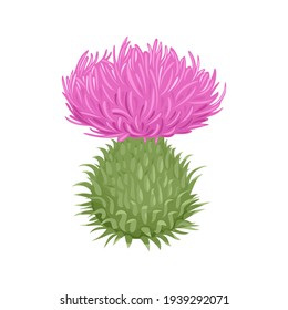 Milk thistle flower isolated on white background. Vector illustration of medicinal herb in cartoon flat style. Plant icon.