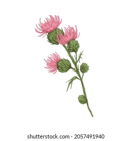 Milk thistle flowers. Botanical vintage realistic drawing of wild Cirsium. Inflorescence of Field floral plant. Meadow herb with thorns. Hand-drawn vector illustration isolated on white background.