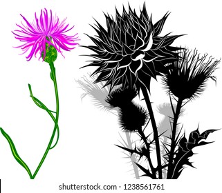 milk thistle flowers isolated on white background