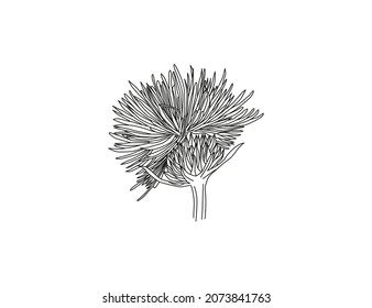 milk thistle flowers isolated on white background