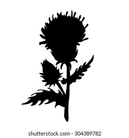 Milk Thistle Flowers Isolated On White Background. Handdrawn Vector Illustration