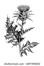 Milk thistle hand-sketched illustration. Traditional medicinal plant in vintage style. Botanical thistle drawing for herbal tea ingredients, cosmetology, and medicine. Summer wild flower sketch.