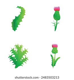 Milk thistle icons set cartoon vector. Purple flowering thistle with leaf. Field floral plant