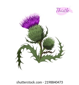 Milk thistle isolated flower. Cartoon wildflower. Wild plant icon. Hand drawn meadow herb. Vector illustration