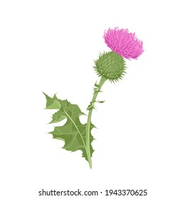 Milk thistle isolated on white background. Vector illustration of medicinal plant in cartoon flat style.