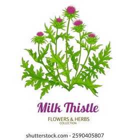 Milk Thistle Plant Colored Detailed Illustration