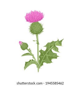 Milk thistle plant isolated on white background. Vector illustration of medical herb in cartoon flat style. Wild flower with green stems and leaves.