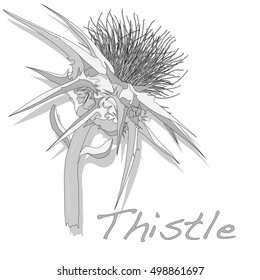 Milk Thistle plant. Scotch thistle. Vector isolated.
