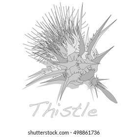 Milk Thistle plant. Scotch thistle. Vector isolated.