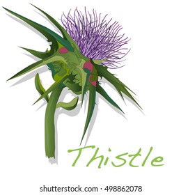 Milk Thistle plant. Scotch thistle. Vector isolated.