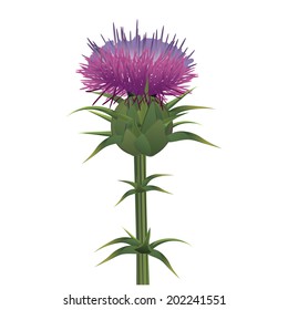 Milk thistle , Silybum marianum isolated on white. Vector illustration