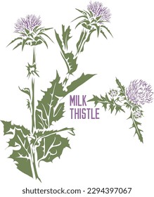 Milchthistle auf Vektorsilhouette. Silybum marianum Gaertn medizinischen Kräuterumriss. Set von Vektorbild von Spotted Milch-Dickicht-Pflanze in Farbe für Medizin und Botanik. Milchthistel in Kontur und Farbe