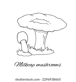 Milkcap mushrooms hand-drawn sketch. Isolated vector illustration on white background. Organic healthy food.  Black and white color.