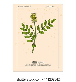 Milkvetch (astragalus), medicinal plant. Hand drawn botanical vector illustration