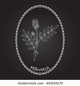 Milkvetch (astragalus), medicinal plant. Hand drawn botanical vector illustration