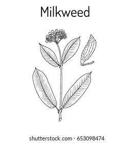 Milkweed Plant Images, Stock Photos & Vectors | Shutterstock