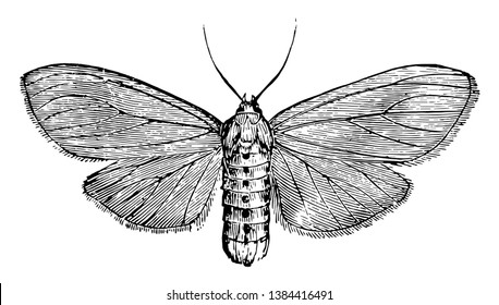 Milkweed Tiger Moth is an insect in the Arctiidae family of tiger moths, vintage line drawing or engraving illustration.