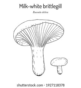 Milk-white brittlegill (Russula delica), edible mushroom. Hand drawn botanical vector illustration