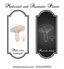 Milk-white brittlegill (Russula delica), edible mushroom. Hand drawn botanical vector illustration