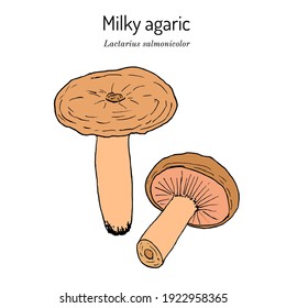 Milky agaric (Lactarius salmonicolor), edible and medicinal mushroom. Hand drawn botanical vector illustration