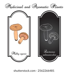 Milky agaric (Lactarius salmonicolor), edible and medicinal mushroom. Hand drawn botanical vector illustration