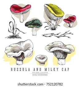 Milky cap and russula mushrooms vector color sketch illustration set. Edible mushroom, all colorful elements isolated on white background.