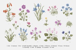 Millefleurs. Second Set. Vintage Vector Botanical Illustration.