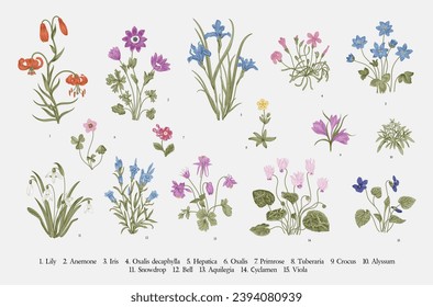 Millefleurs. Second set. Vintage vector botanical illustration.