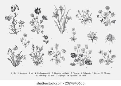 Millefleurs. Second set. Vintage vector botanical illustration. Black and white 