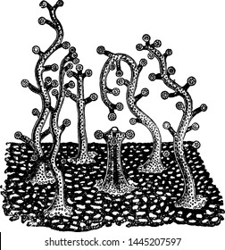 Millepora, vintage gravada desenho ilustração.