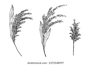 Millet ears plant hand drawn, vector, illustration on isolated background. Set with branches of bulrush harvest grain, healthy grass food,cereal,agriculture for logo, print, design, label, wrapping