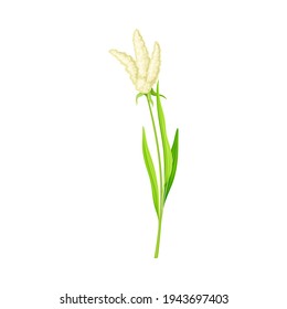 Le millet comme spécialité de culture de céréales ou de céréales et l'herbe cultivée sur échalpe avec des florescences Illustration vectorielle