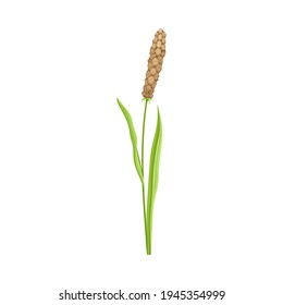 Le millet comme spécialité de culture de céréales ou de céréales et l'herbe cultivée sur échalpe avec des florescences Illustration vectorielle