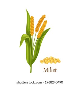 Millet Grass Cereal Crops Or Grains, Agricultural Plant Vector Illustration. Heap Of Yellow Proso Millet Seeds.