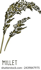 Millet plant color sketch. Grain ear plant