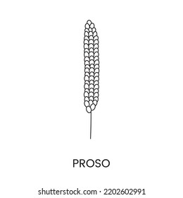 Millet or proso line icon in vector, illustration of a cereal plant.