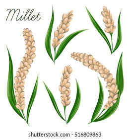 Millet set. Collection decorative floral design elements. Vintage vector illustration in watercolor style.