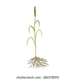 millet spike, pattern,  white background