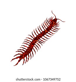 Millipede insect spiral pattern color silhouette animal. 