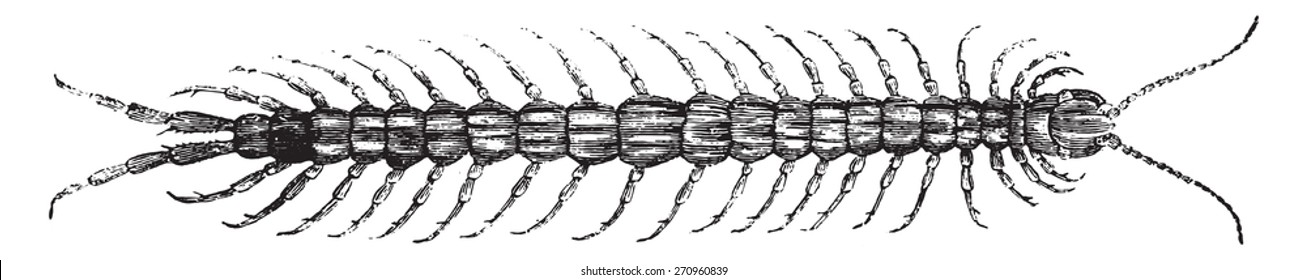 Millipede, vintage engraved illustration. Natural History of Animals, 1880.
