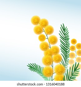 Mimosa branch close up vector illustration