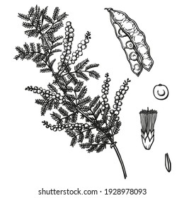 Mimosa branch hand-drawn monochrome sketch in pen and ink. Black outlines isolated on a white background. Spring acacia branch. International women's day. 