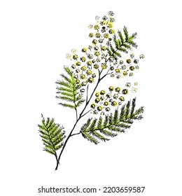 Mimosa branch. Hand-drawn in sketch style. Colored yellow and green vector illustration