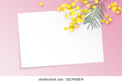 Mimosa branch on pink background. Beautiful spring background with place for text. Vetor illustration