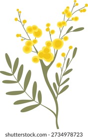 Mimosa branch with round bloom clusters and slender leaf on clean background. Symbol of spring, femininity, gratitude, and celebration; perfect for greeting, decor. Cartoon vector illustration.
