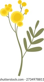 Mimosa branch with round puffball bloom and slender leaf on a clean background. Symbol of spring, hope, femininity, and celebration. Cartoon vector illustration.