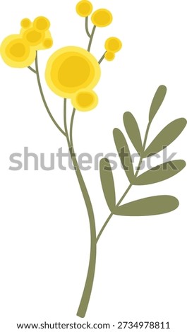 Mimosa branch with round puffball bloom and slender leaf on a clean background. Symbol of spring, hope, femininity, and celebration. Cartoon vector illustration.