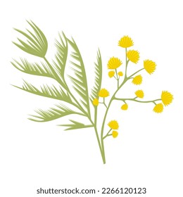 Mimosa branch, yellow flower on a white background, spring flower, mimosa isolate, March 8, women's day, symbol, mother's day, flowers for the holiday